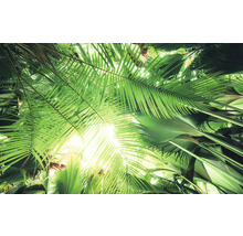 Vue de feuilles de palmier dans un jardin