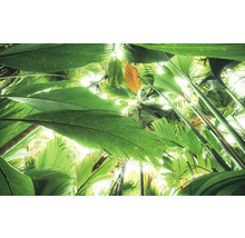 Végétation dense avec de grandes feuilles