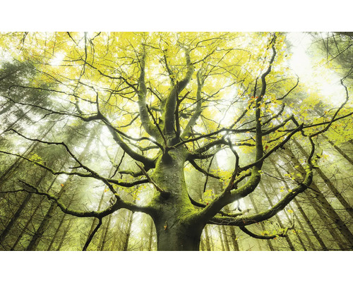 Papier peint panoramique intissé SHX9-020 Arbre de rêve 9 pces 450 x 280 cm Arbre avec des branches dans la forêt