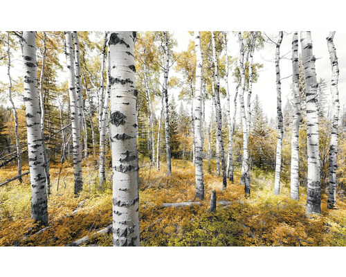 Papier peint panoramique intissé SHX9-015 Colorful Aspenwoods 9 pces 450 x 280 cm Forêt de bouleaux en automne
