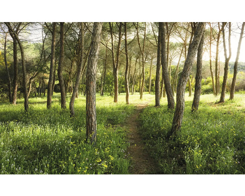 Papier peint panoramique intissé SHX9-011 Forêt enchantée fleurie 9 pces 450 x 280 cm Chemin forestier avec arbres et herbe