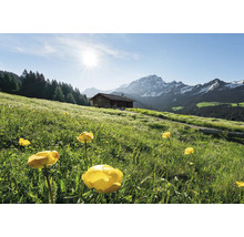 Paysage avec prairie fleurie, cabane de montagne et panorama montagneux