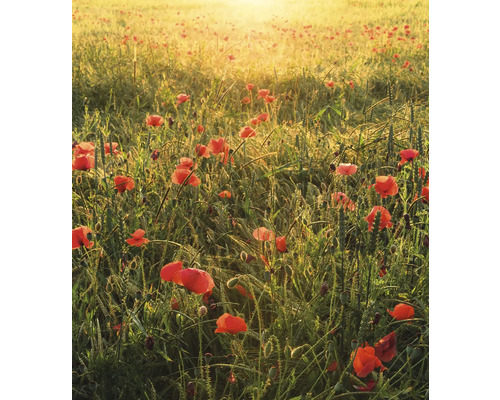 Feld mit Mohnblumen im Morgenlicht