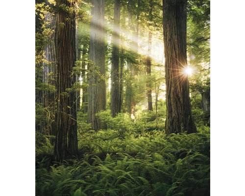 Papier peint panoramique intissé SHX5-037 Goblins Woods 5 pces 250 x 280 cm Scène de forêt avec fougères et troncs d'arbres au soleil