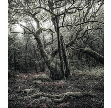 Scène d'une forêt avec des arbres et de la végétation