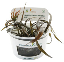 Dennerle Cryptocoryne spiralis 'Red' dans un pot in vitro, une plante d'aquarium.