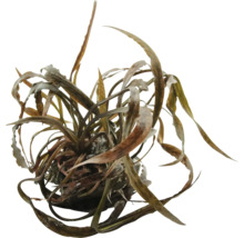 Plante aquatique avec de longues feuilles étroites pour aquariums