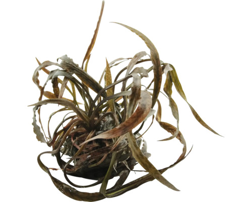 Plante aquatique avec de longues feuilles étroites pour aquariums