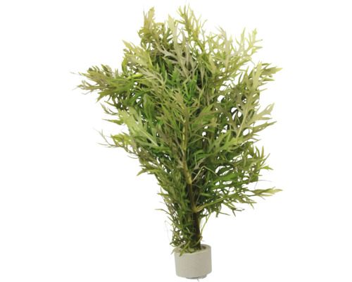 Indischer Wasserfreund - Hygrophila difformis Künstliche Pflanze im Topf