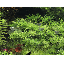 Plantes d''aquarium et poissons dans un aquarium.