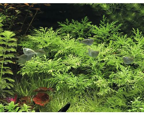 Plantes d''aquarium et poissons dans un aquarium.