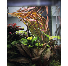 Plantes d'aquarium dans un aquarium.