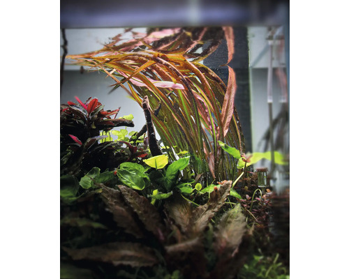 Plantes d'aquarium dans un aquarium.