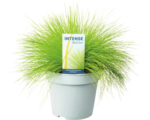 Intense AmiLime Rispengras in einem Topf