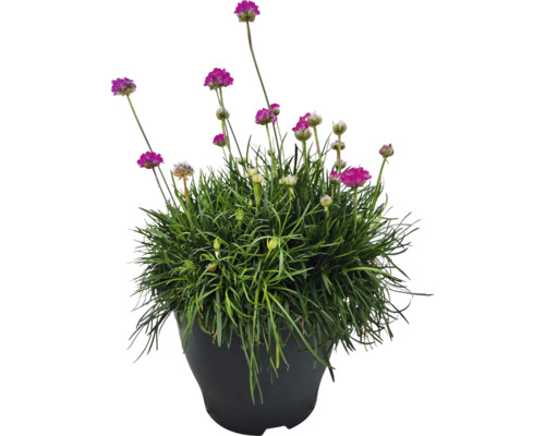 Grasnelke in einem Topf