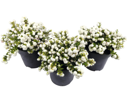 Drei Schneeball Pflanzen in Töpfen