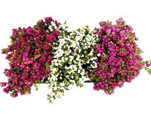 Draufsicht auf Schönfrucht mit Beeren