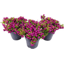 Trois pots avec une plante de Pernettya