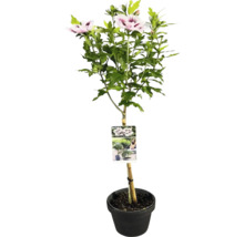 Hibiscus en pot avec fleurs