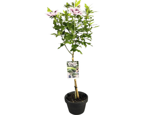 Hibiskusstrauch im Topf mit Blüten