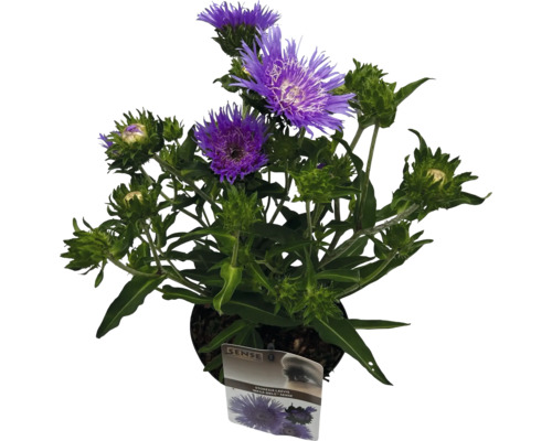 Stokesia laevis im Topf mit violetten Blüten