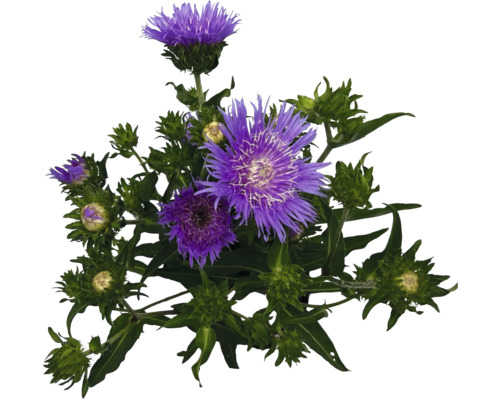 Kopfblume mit lila Blüte