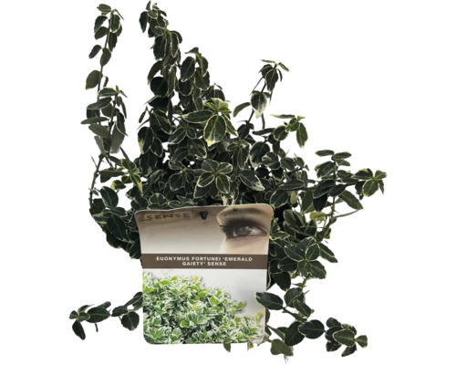 Immergrüner Kletterstrauch Euonymus fortunei 'Emerald Gaiety' im Topf