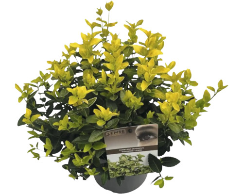 Japanischer Spindelstrauch 'Goldmine' im Topf