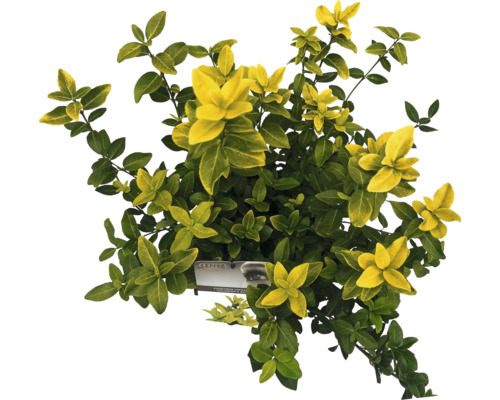 Japanischer Spindelstrauch Goldminze im Topf