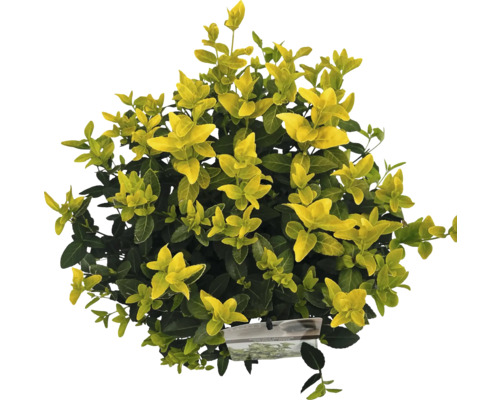 Japanischer Spindelstrauch mit gelb-grünen Blättern