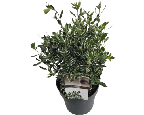Fusain du Japon à petites feuilles «Susan» FloraSelf Euonymus japonicus «Susan» H 25-30 cm pot 5 l touffu Fusain du Japon en pot
