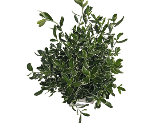 Immergrüner Spindelstrauch mit grünen Blättern und weißen Rändern