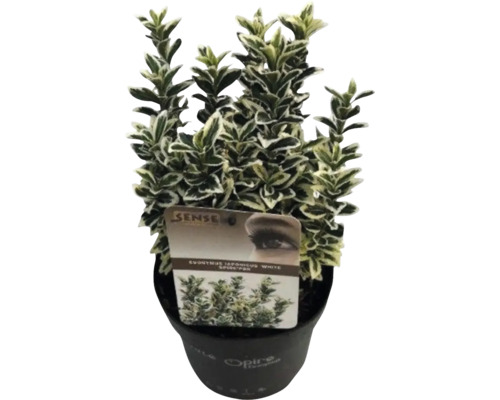 Euonymus japonicus 'White Spider' en pot