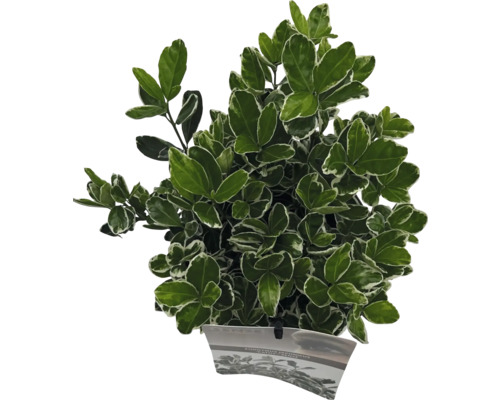 Japanischer Spindelstrauch im Topf