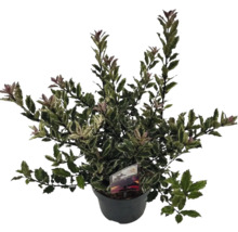 Houx en pot