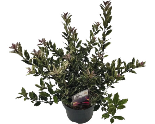 Houx en pot