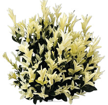 Fusain persistant avec des feuilles claires pour le jardin
