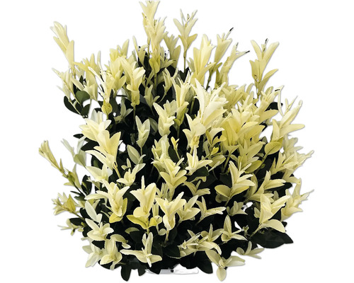 Fusain persistant avec des feuilles claires pour le jardin