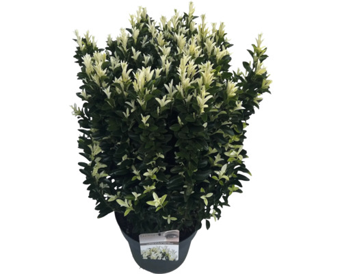 Fusain persistant en pot avec des feuilles panachées