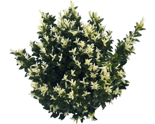 Fusain persistant à feuilles panachées