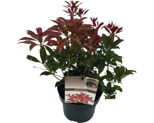 Japanische Lavendelheide im Topf