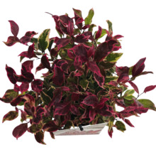 Physalis avec des feuilles rouges et vertes en pot