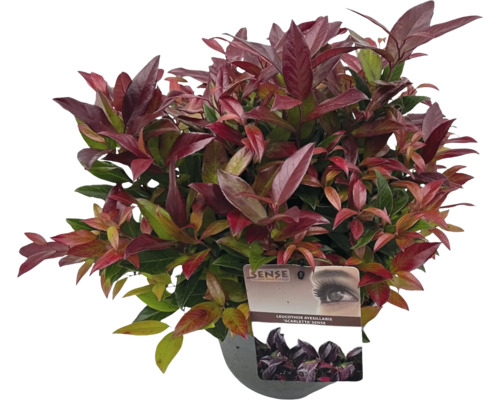 Leucothoe axillaris Scarletta plante d'intérieur en pot