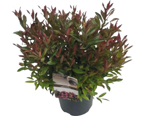 Arbuste à feuilles vertes et rouges en pot