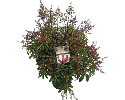 Schattenglöckchen 'Passion Sense' im Topf