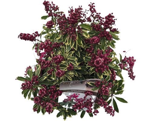 Japanische Lavendelheide 'Polar Passion' mit grünen Blättern und roten Blüten