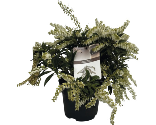 Andromède du Japon 'Taiwanensis' en pot