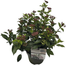 Viorne tin en pot avec inflorescences