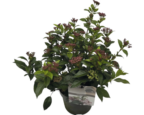 Immergrüner Schneeball im Topf mit Blütenständen