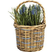 Panier avec des muscaris